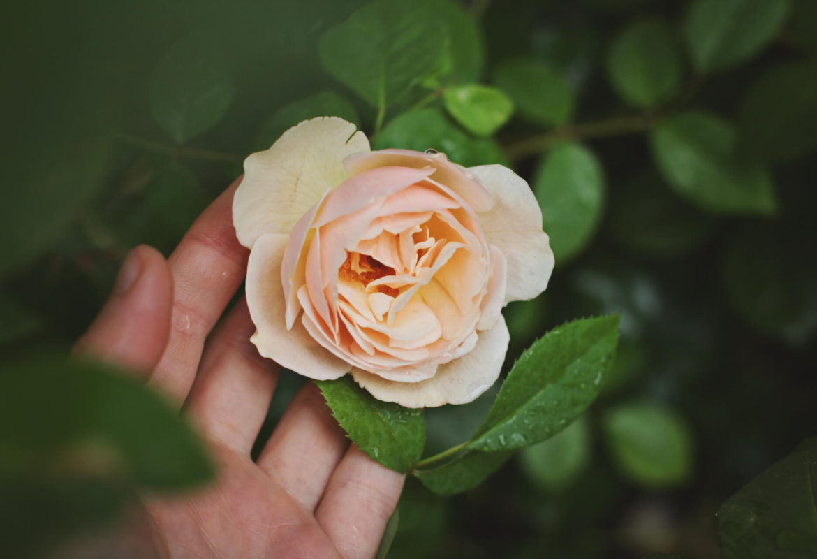 Flower Flower